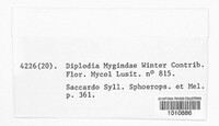 Diplodia mygindae image